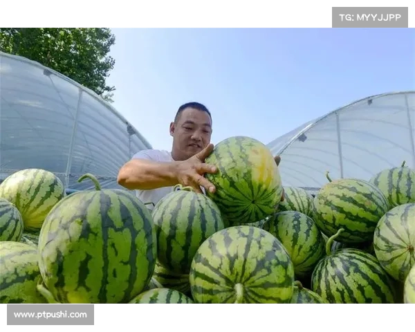 河南西瓜滞销背后:科技的进步成了“杀手”?(河南西瓜产量第一) 河南西瓜滞销背后:科技的进步成了“杀手”?(河南西瓜产量第一)